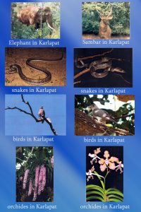Wildlife of Karlapat Wildlife Sanctuary